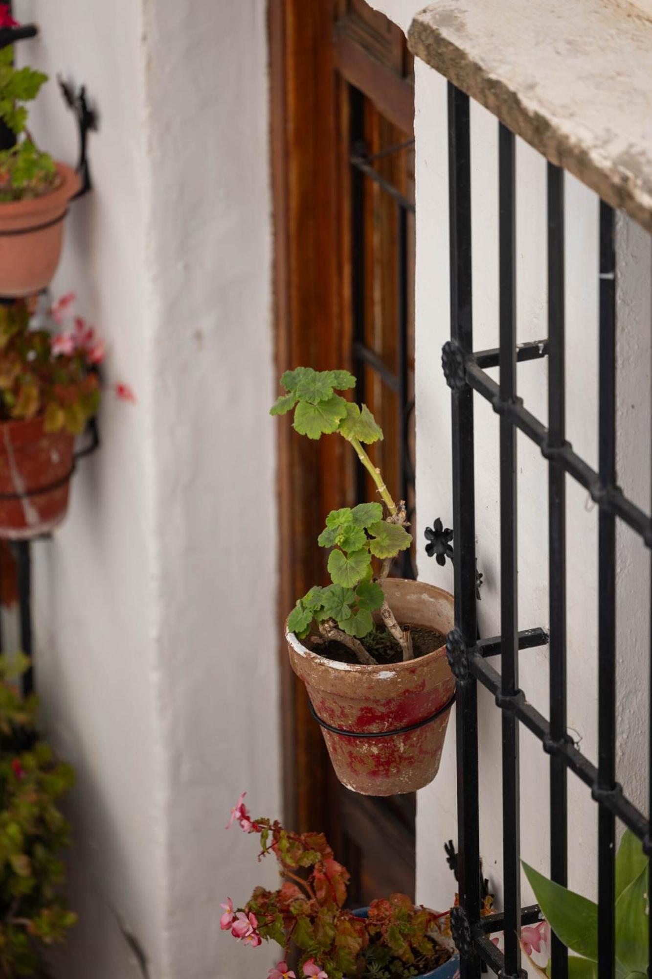 Olive&Ivy Guesthouse Canillas de Aceituno Eksteriør billede